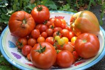 Unterschiedliche Tomaten in Schale