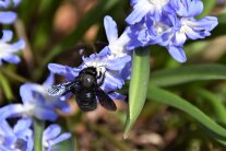 Holzbiene an Frühlingsblüher