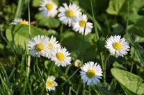 Gänseblümchen Blüten