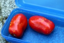 Saugschäden an Tomate von Wanzen