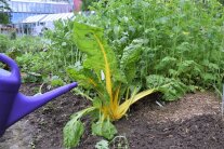 Wassermanagement im Garten