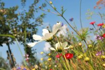 Titelbild Seminarprogramm 2023 mit bunten Blüten