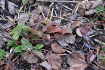 Erdbeerpflanze nach dem Winter