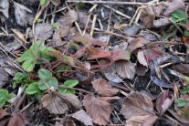 Erdbeerpflanze nach dem Winter