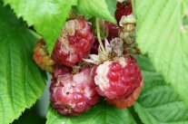 sonnenbrandgeschädigte Himbeerfrucht: weiße und ockerfarbene "gekochte" Stellen an der Frucht