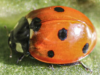 Ein Marienkäfer mit 8 Punkten sitzt auf einem grünen Blatt.