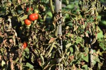 Rostmilben Tomate