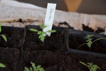 Tomaten pikiert in Einzeltopf