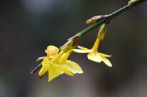 Winterjasmin Blüte