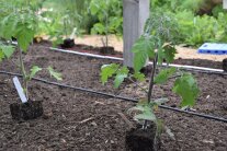 Tomaten Abstand