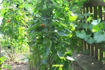 Tomaten im Garten