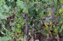 Phytophthora Tomate