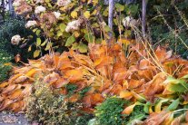 Ziergarten im Herbst