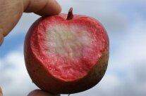 Biss in einen rotfleischigen Apfel