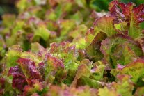 Roter Herbstsalat