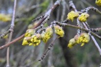 Noch geschlossene Blüte der Kornelkirsche