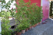 Long Canes Himbeeren