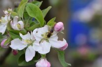 Apfelblüte Biene