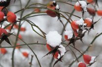 Hagebutten im Schnee