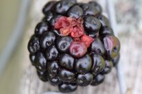 Kirschessigfliege Brombeere