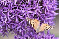 Schmetterling auf lila Blüten des Zierlauchs