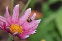 Siebenpunkt-Marienkäfer auf Blüte