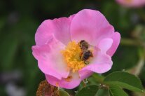 rosa Rosenblüte mit Biene