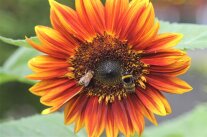 Hummel und Biene auf Sonnenblume