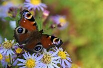 Tagpfauenauge Aster