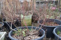 Heidelbeeren im Topf