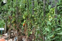 kranke Tomaten im Beet