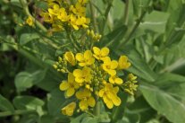 Blüte Pac Choi Großaufnahme