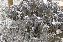 Salbei und Thymian im Winter