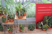 Sichtung Balkontomaten