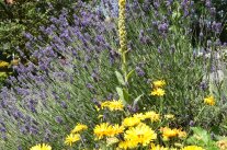 Der Garten im Klimawandel