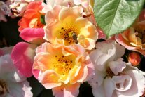 Biene in ungefüllter Rosenblüte