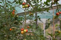 Tomaten im Kleingewächshaus im Herbst
