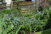 Frühjahrsgarten in Blau