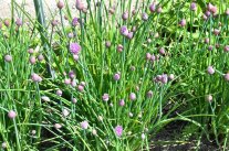 Schnittlauch mit Blüten