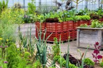 Urban Gardening mit roten Bäckerkisten