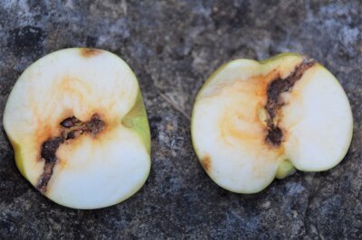 Aufgeschnittener Apfel mit dunklen Fraßgängen des Apfelwicklers