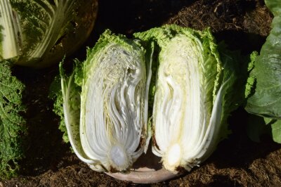 Aufgeschnittener Chinakohl