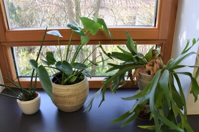 Drei verschiedene Zimmerpflanzen am Fenster