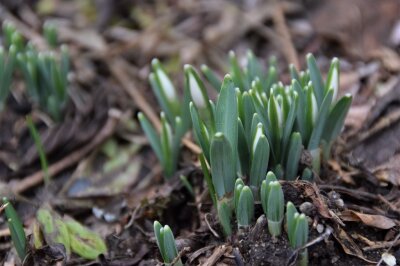 Schneeglöckchen treiben aus der Erde