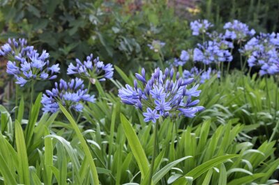 blaue Schmucklilien Blüten