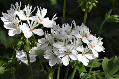 Geranien mit weißer Blüte