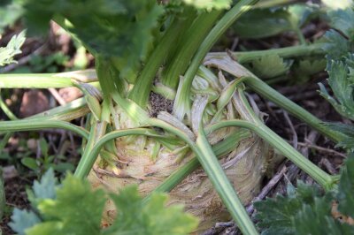 Erntereifer Sellerie im Beet