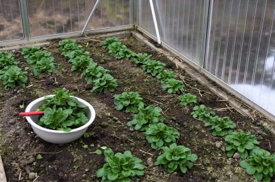 Feldsalat im Gewächshaus im Beet und in einer Schüssel