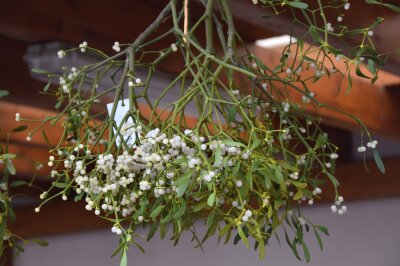 Mistel aufgehängt als Weihnachtsdekoration