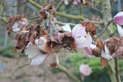 Frostschaden an Magnolienblüten